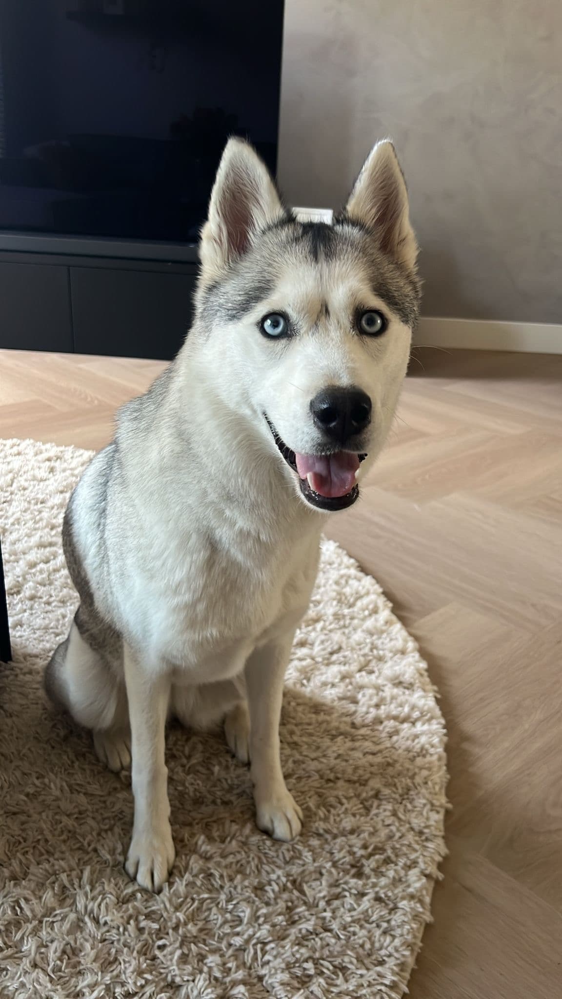 Foto van Winter, een Siberische Husky