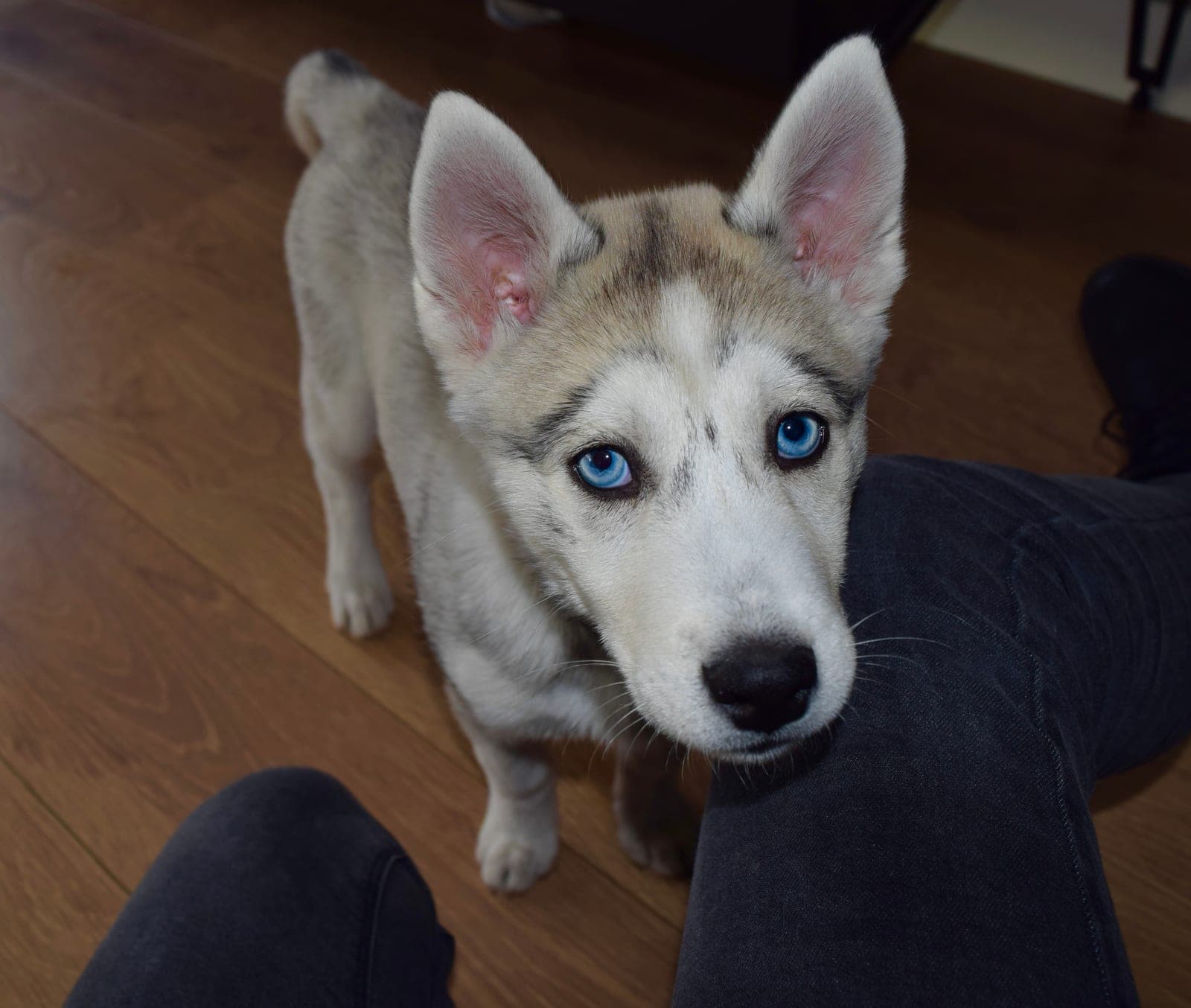 Winter als jonge puppy met enorme blauwe ogen